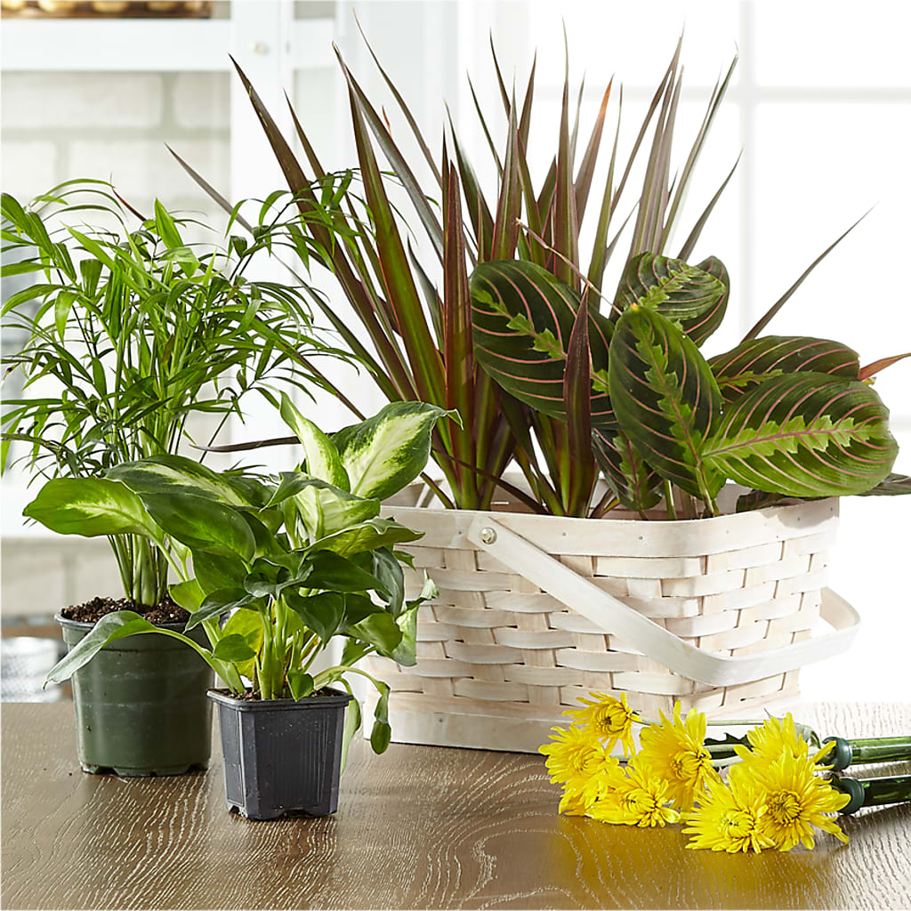 Florist Designed Blooming and Green Plants in a Basket – SCOTT'S FLOWERS, Amarillo TX