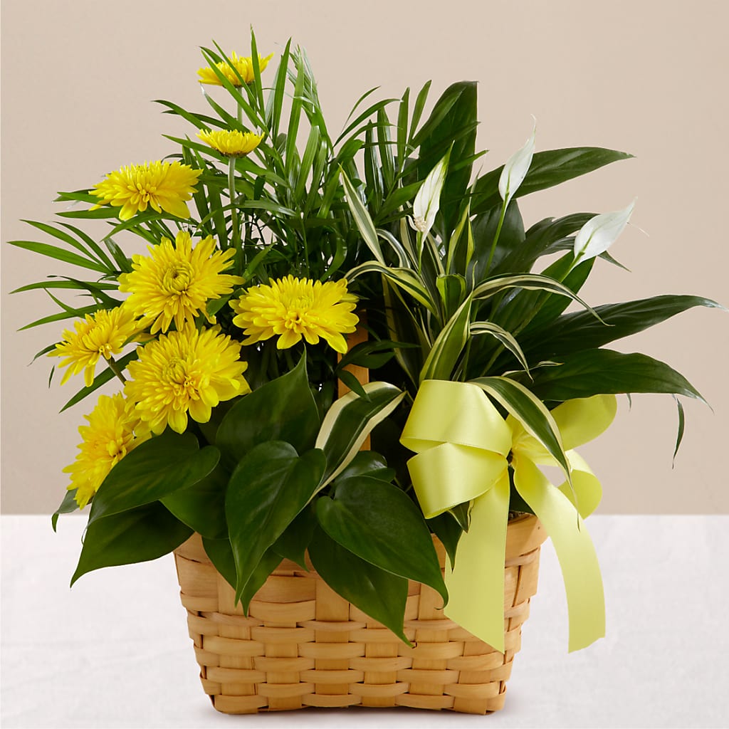 Loving Light Dishgarden – SCOTT'S FLOWERS, Amarillo TX