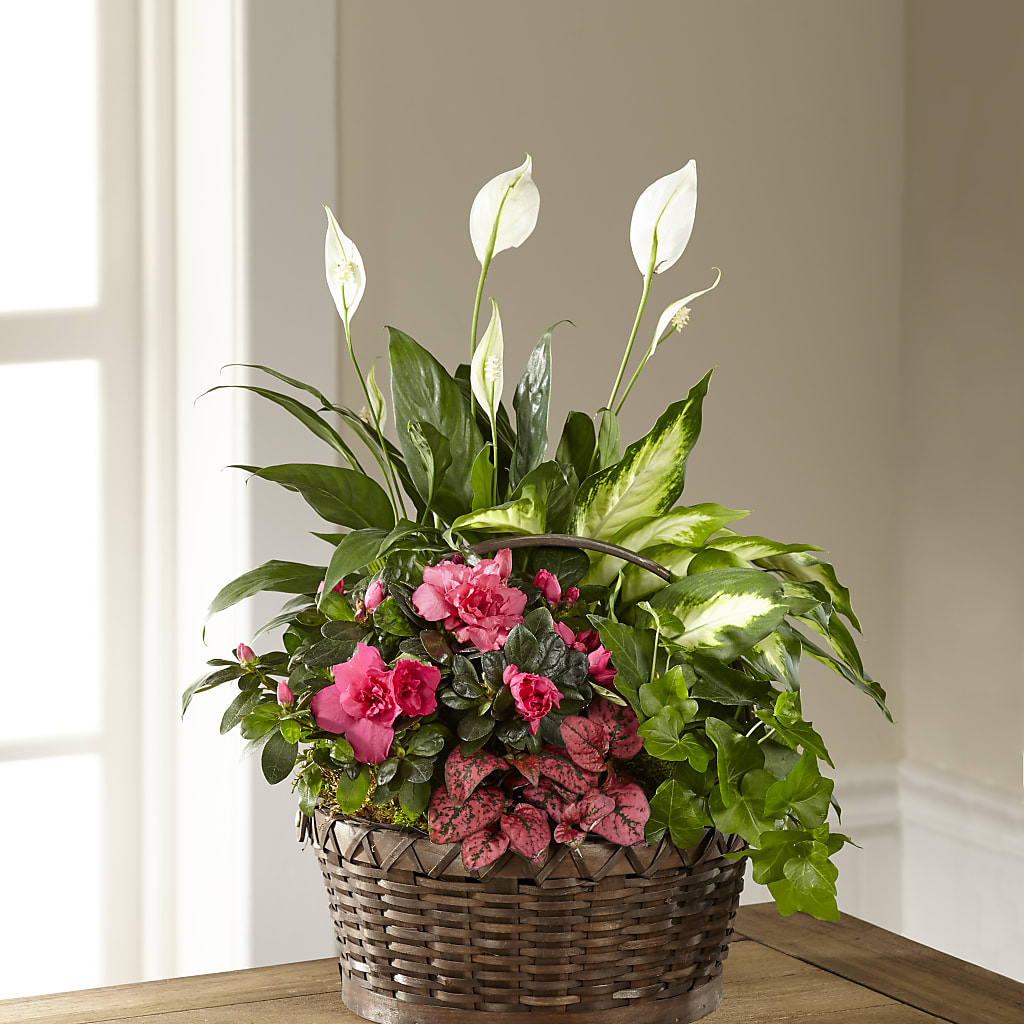 Dream in Pink Dishgarden – SCOTT'S FLOWERS, Amarillo TX
