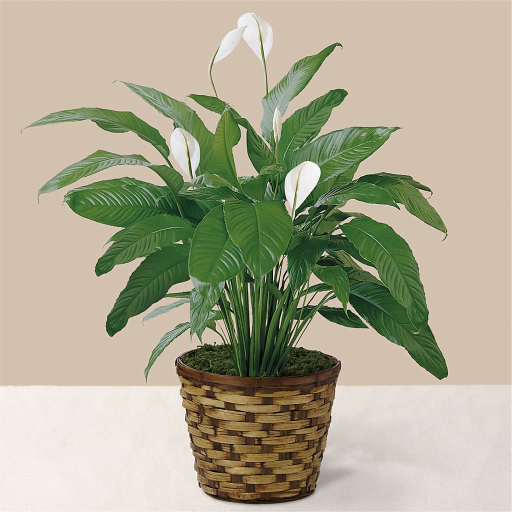 Tranquil Moments Peace Lily Plant – SCOTT'S FLOWERS, Amarillo TX