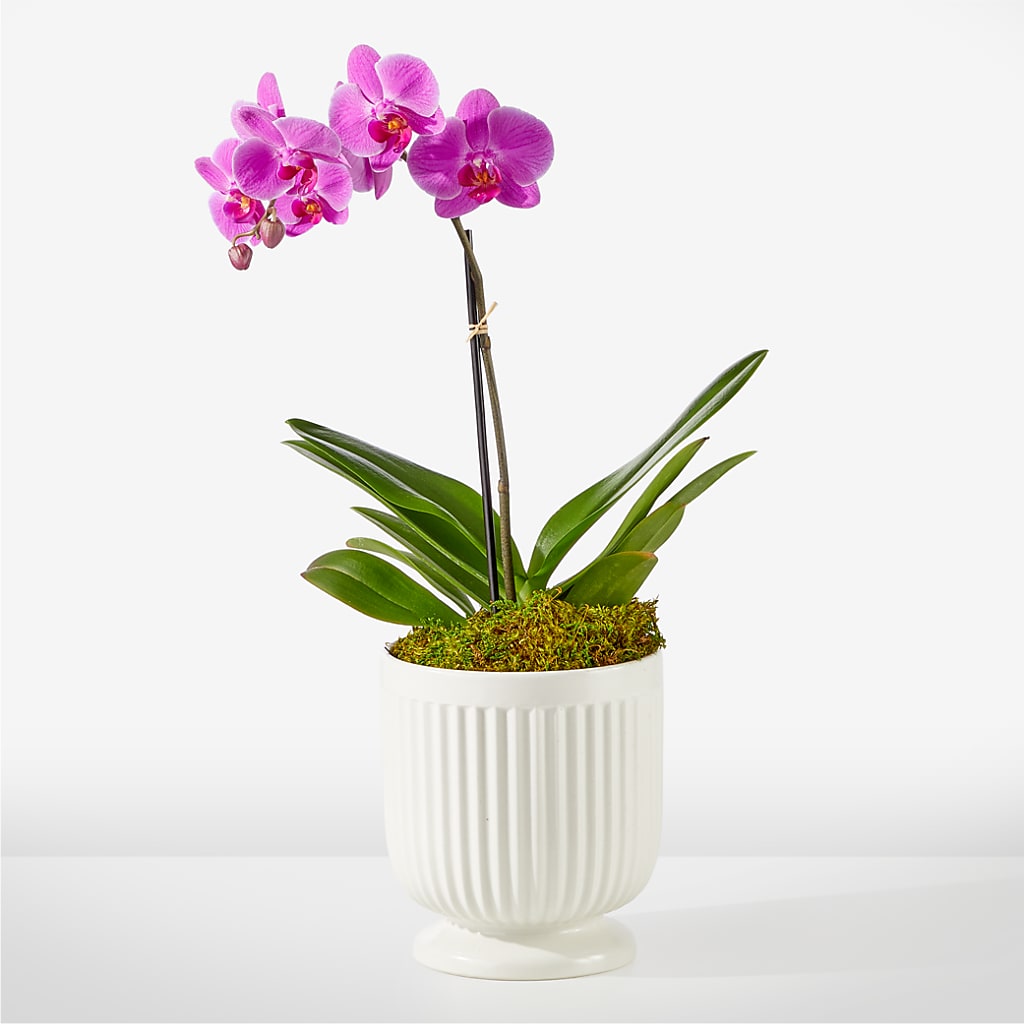 Friendly Fuchsia Orchid – SCOTT'S FLOWERS, Amarillo TX