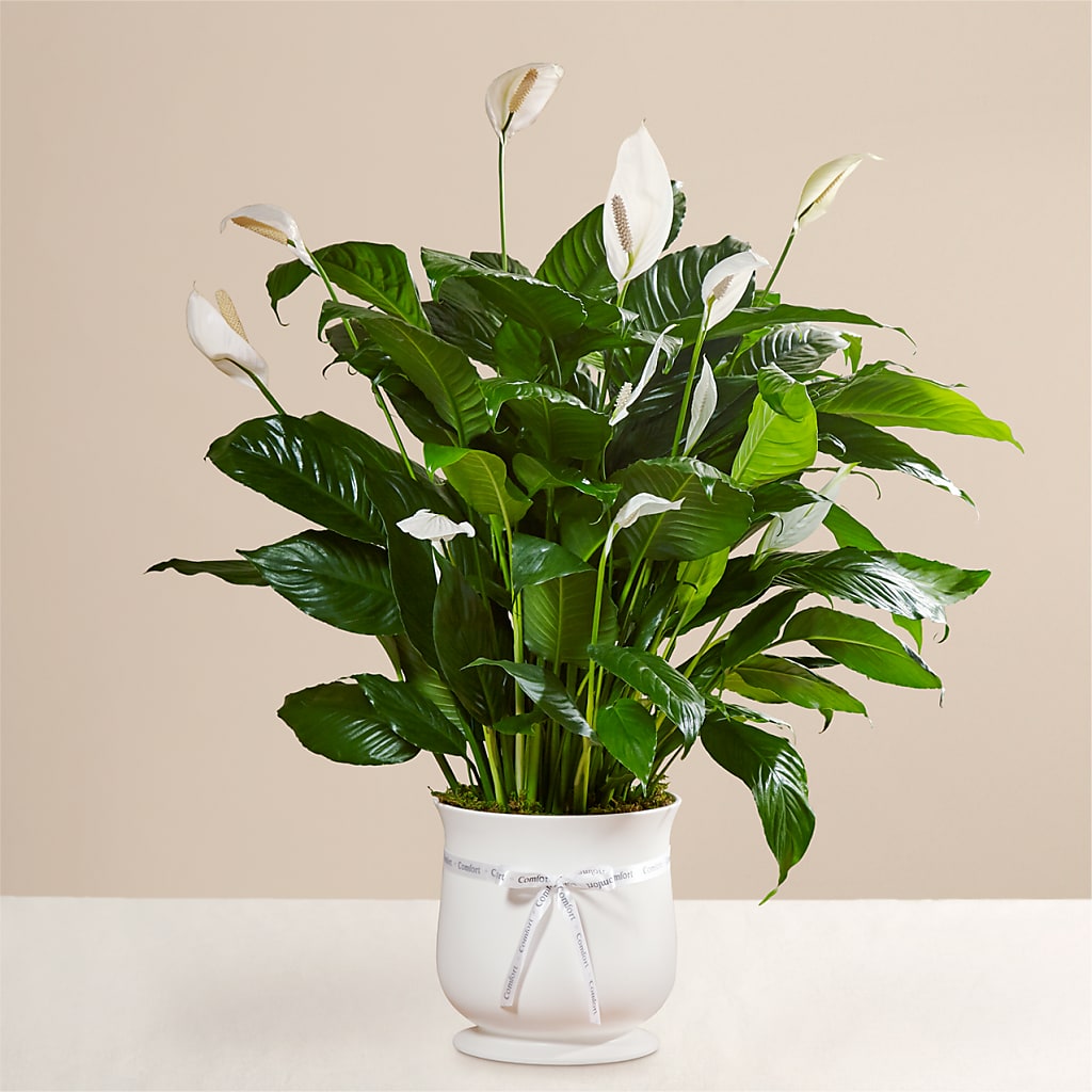 Comfort Planter – SCOTT'S FLOWERS, Amarillo TX