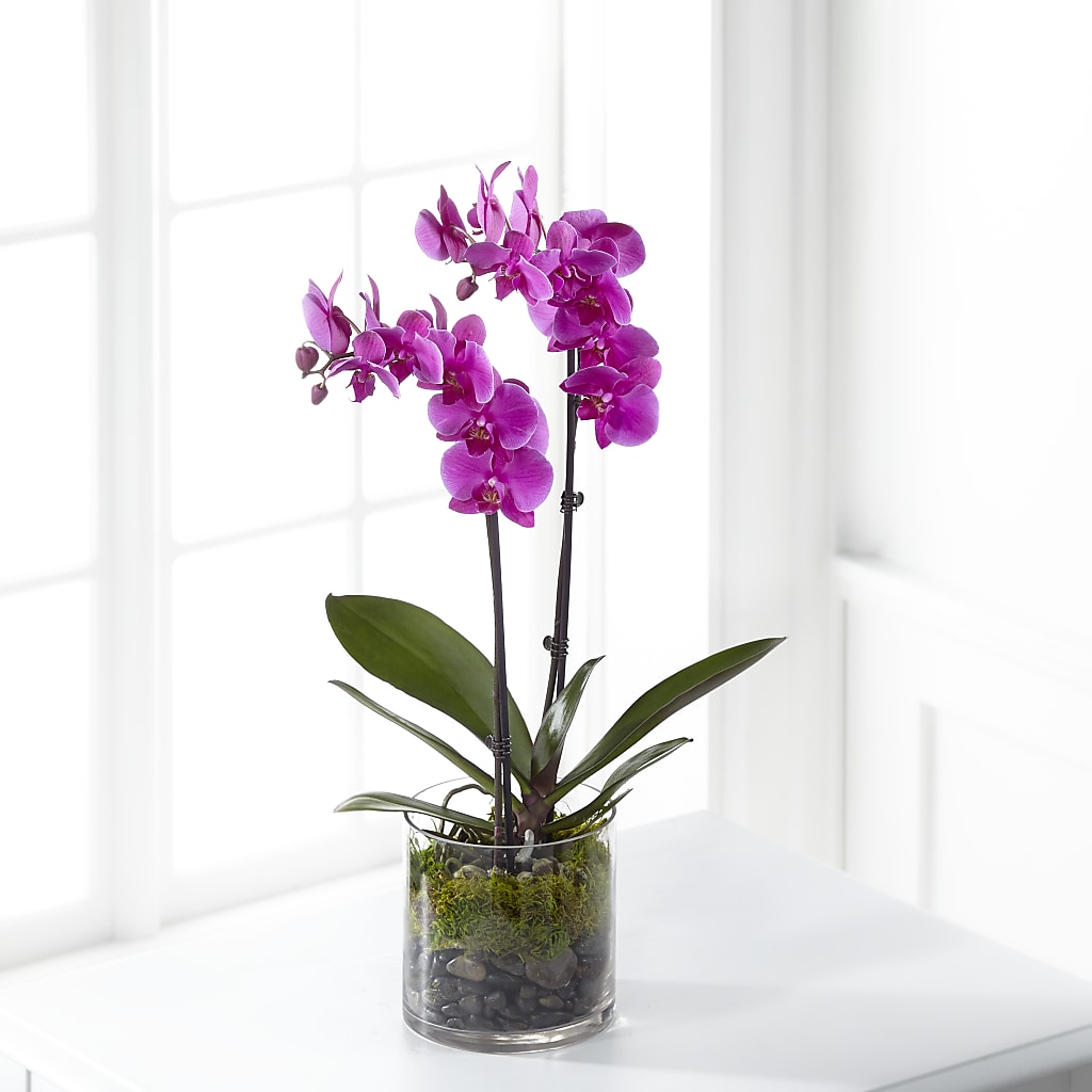 Pink Orchid Plant – SCOTT'S FLOWERS, Amarillo TX