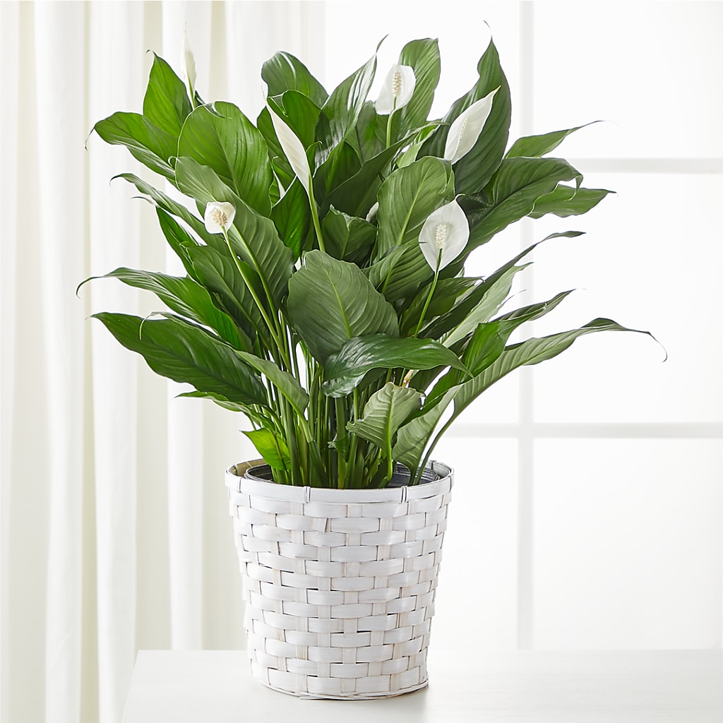 A New Leaf Peace Lily – SCOTT'S FLOWERS, Amarillo TX