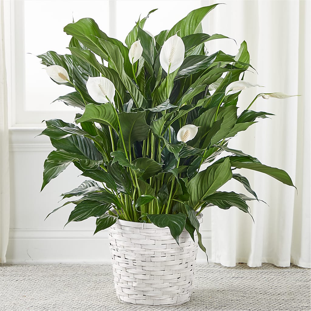 A New Leaf Peace Lily – SCOTT'S FLOWERS, Amarillo TX