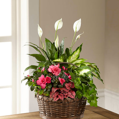 Dream in Pink Dishgarden – SCOTT'S FLOWERS, Amarillo TX