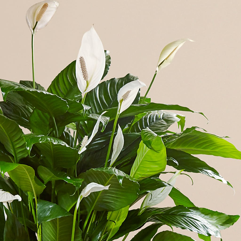 Comfort Planter – SCOTT'S FLOWERS, Amarillo TX