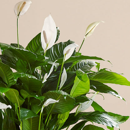 Comfort Planter – SCOTT'S FLOWERS, Amarillo TX
