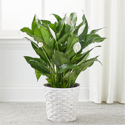 A New Leaf Peace Lily – SCOTT'S FLOWERS, Amarillo TX