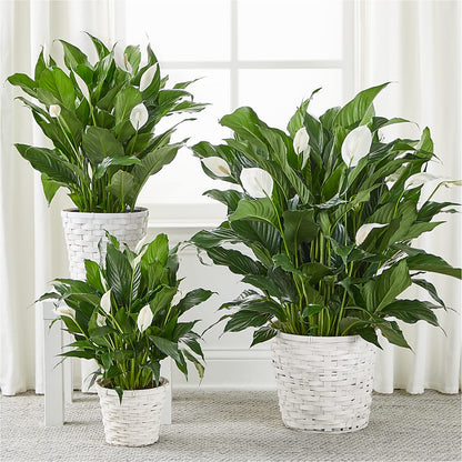 A New Leaf Peace Lily – SCOTT'S FLOWERS, Amarillo TX