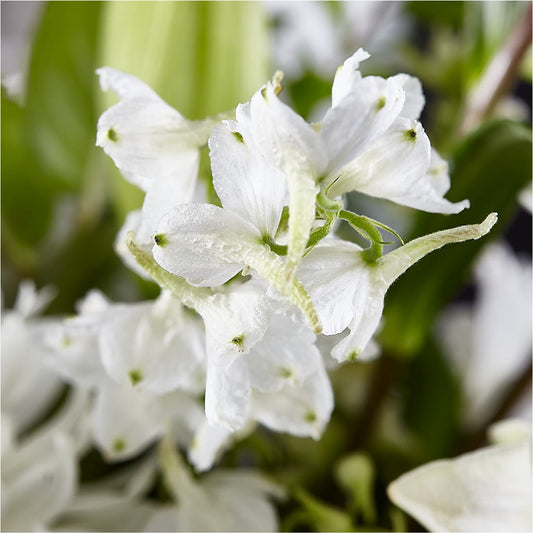 Classic Ivory – A Florist Original – SCOTT'S FLOWERS, Amarillo TX
