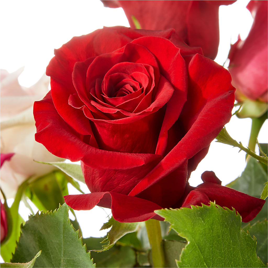 Love Notes Rose Bouquet – SCOTT'S FLOWERS, Amarillo TX